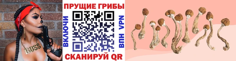 Псилоцибиновые грибы Psilocybe  Тырныауз 